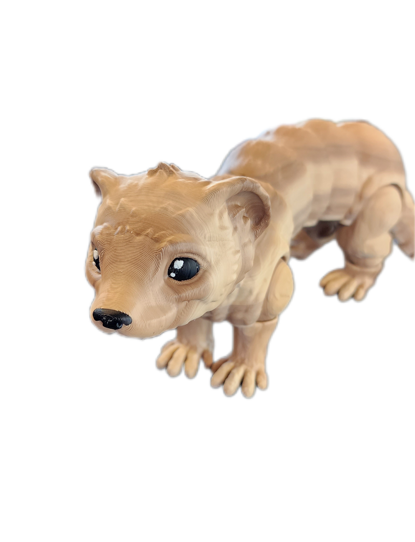 Ferret